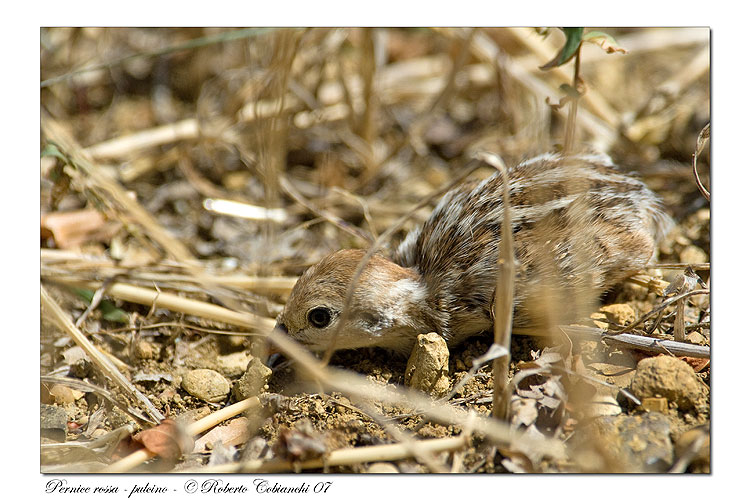 Pernice rossa Alectoris rufa